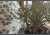 Satyna EXCLUSIVE_55A (12).gif