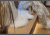 Satyna EXCLUSIVE_65A (9).gif